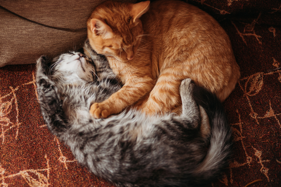 Michinos de Cerezo